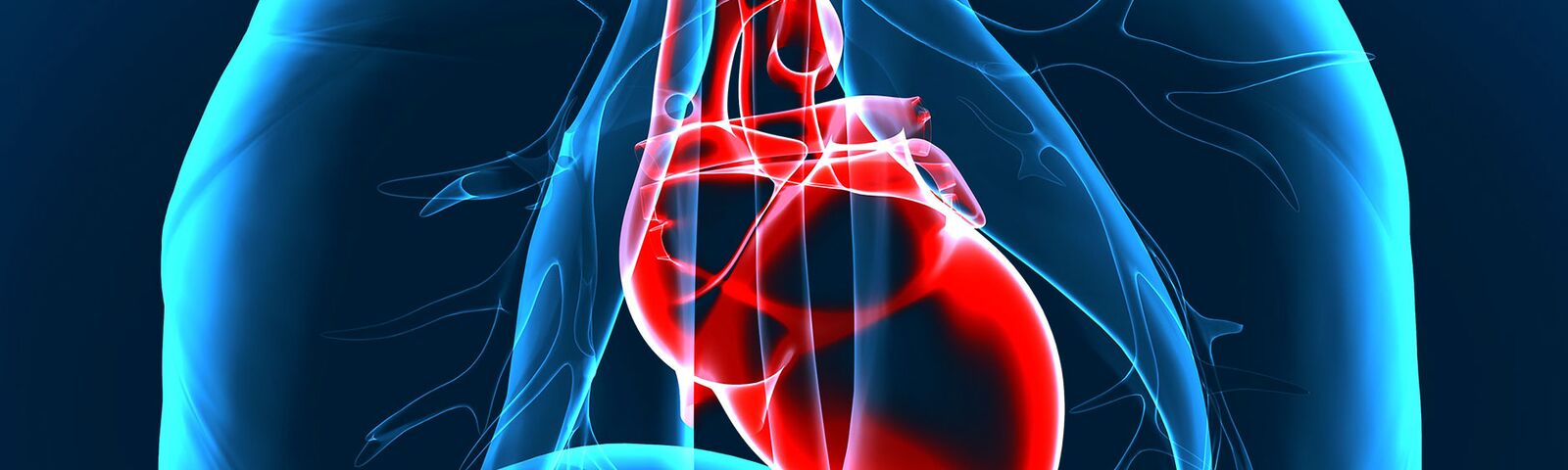 3D-Illustration einer blauen, simulierten Röntgenausnahme eines Oberköfpers mit rotem Herz im Vordergrund